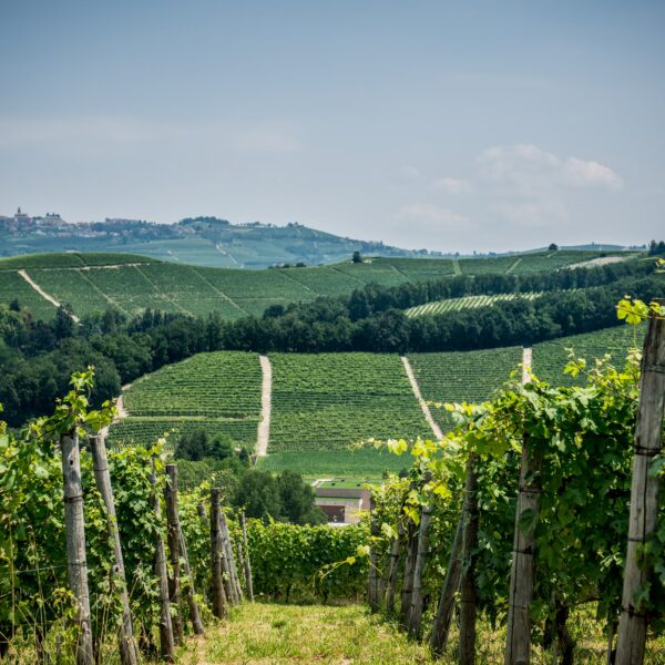 Cascina Bongiovanni Barolo 2016 - ISN: Italian Speciality for the Netherlands