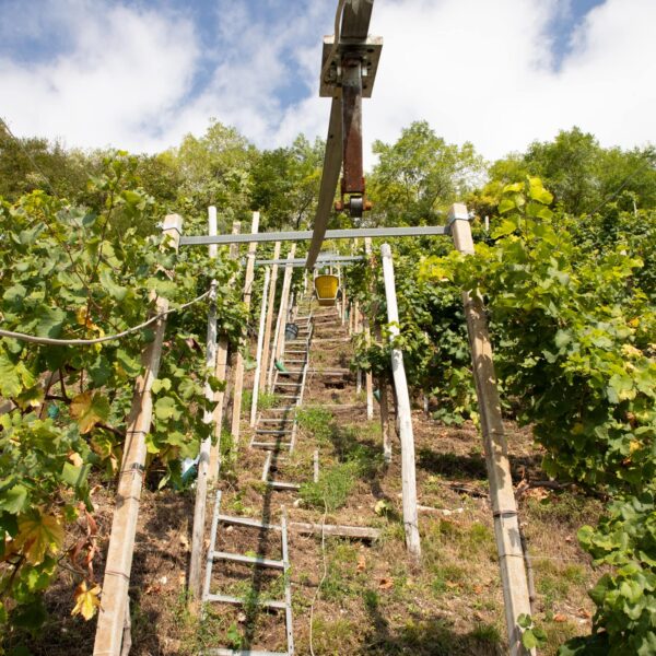 Garbara Valdobbiadene Prosecco Superiore Extra Brut - ISN: Italian Speciality for the Netherlands